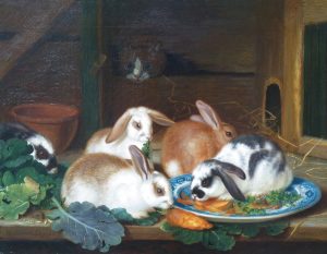 Pet Rabbits Feeding with a Cat Looking on