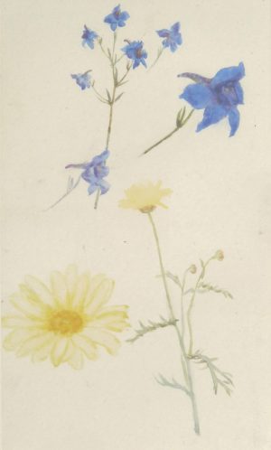 Still Life of Wild Flowers