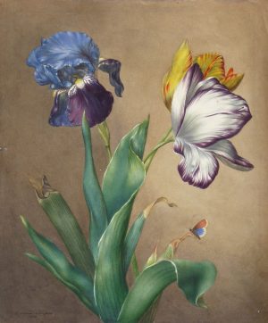 Tulips and Butterfly