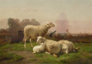 Sheep Resting