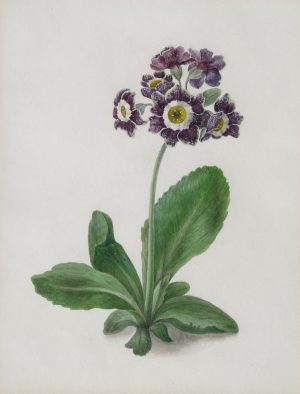 Primula Auricula
