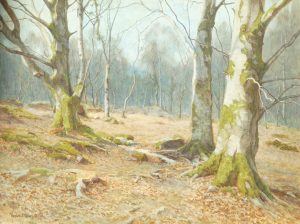 Sunlit Beeches
