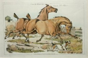 Coach Horses