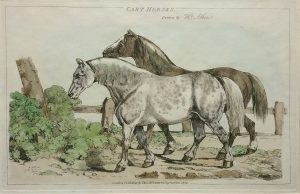 Cart Horses