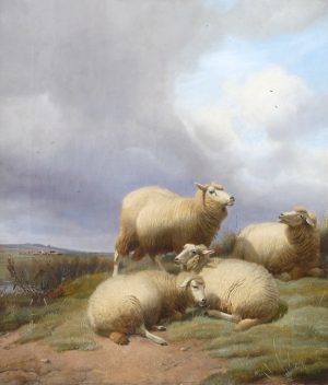 Sheep Resting on a Hillside