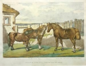 Group of Ponies: The Sheltie, The New Forest Pony & Horse Pony