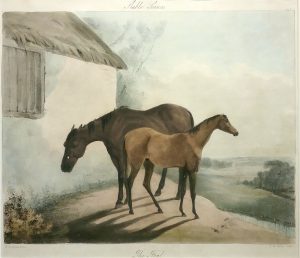 The Foal