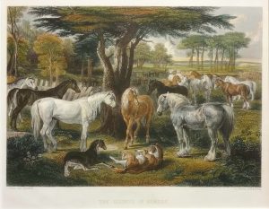 The Council of Horses