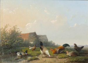 Chickens & Ducks