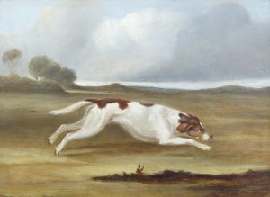 Hound Running