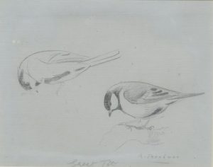 Great Tit