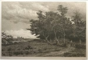 Woodland Edge