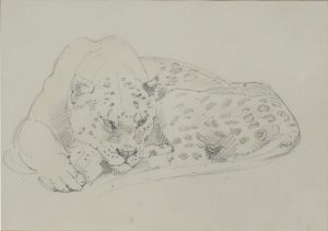 Leopard Sketch