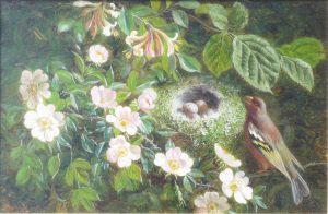 Greenfinch & Nest