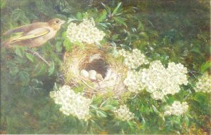 Chaffinch’s Bower