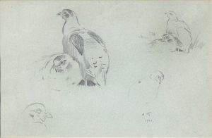 Studies of Partridge