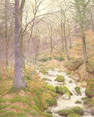 A Woodland Rill