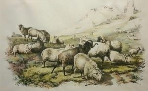 Sheep in landscape