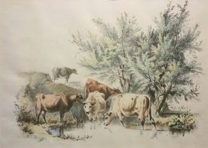 Cattle by Pool