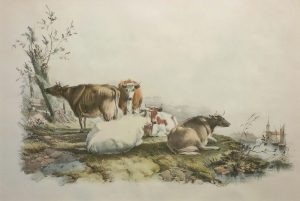 Cattle by a River