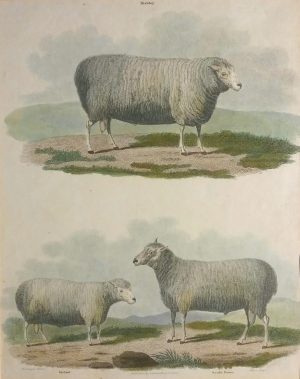 Dishley, Ryeland & South Down Sheep