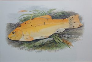 Golden Tench