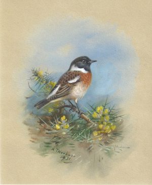 Stonechat