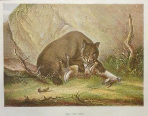 Brown Bear & Prey