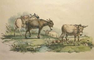 Donkeys