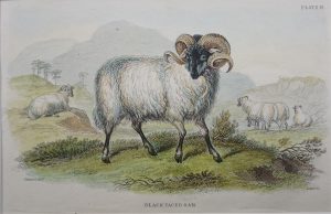 Black Faced Ram
