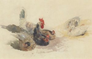 Chickens and Ducks