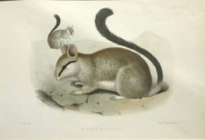 Eliomys Melanurus (Asian garden dormouse)