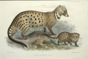 Viverra Megaspila (Large-spotted civet)