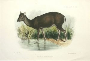 Cervus Nigricans (Philippine Brown Deer)