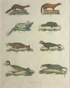 Plate 28. Vison, Pecan, Zorille, Young Monati, Walrus, Small Seal, Seal, Canadian Otter