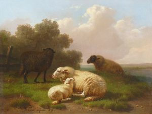 Sheep Resting