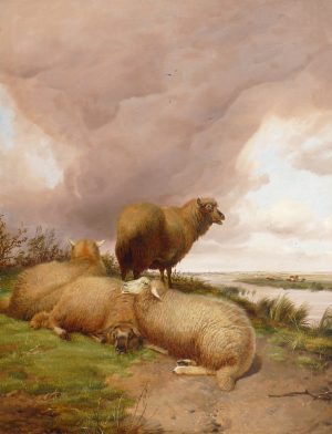 Sheep in Canterbury Meadows, Kent