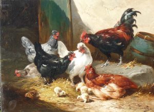 Chicks & Chickens