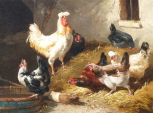 Chickens & Cockerel