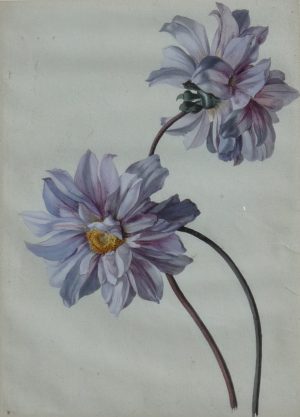 Dahlia
