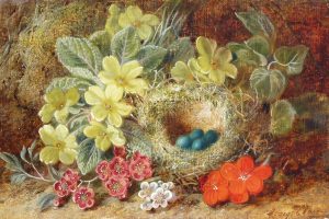Primroses & Birds-nest