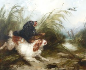 Spaniels Flushing Mallard