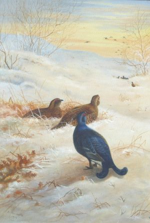 Black Grouse in a Snowy Landscape
