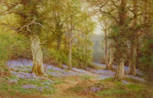 Bluebells in Woodland