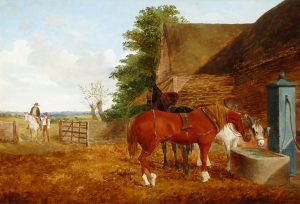 Farm Horses Watering