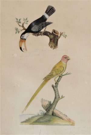 Studies of Tropical Birds