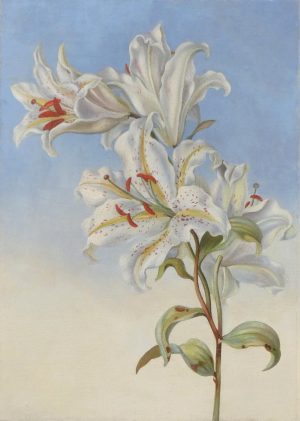 Still Life, Lilies