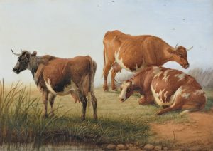 Cattle Resting