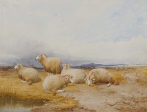 Sheep Resting