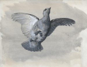 Partridge in Flight